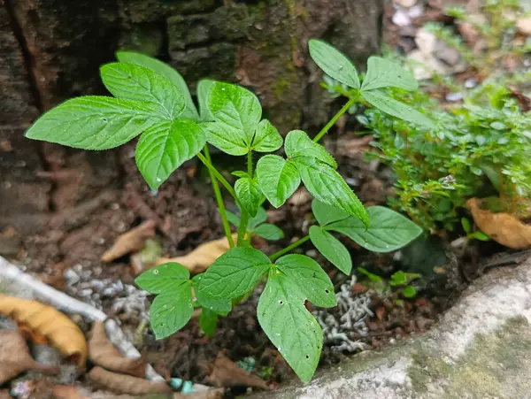 stock image Wild plants grow green, grow randomly