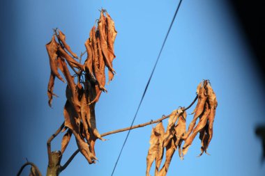 Mavi gökyüzü arkaplanındaki kuru yapraklar