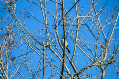 Kuşlar ağaç dallarına tünemiş mavi gökyüzü arka planına karşı