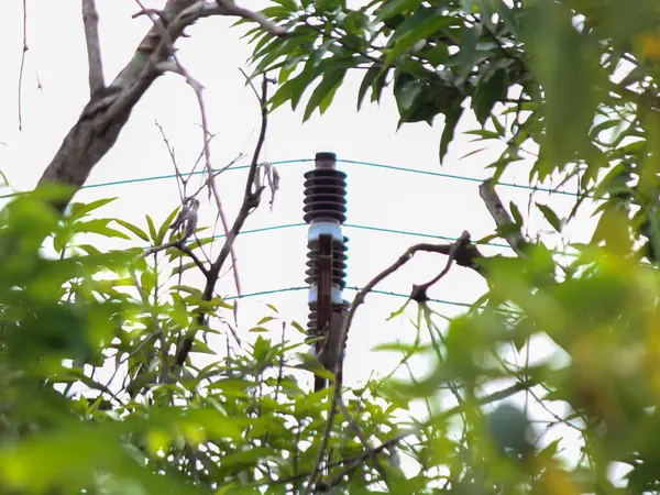Elektrik direğinin tepesindeki yalıtkan ön plandan ayrılıyor