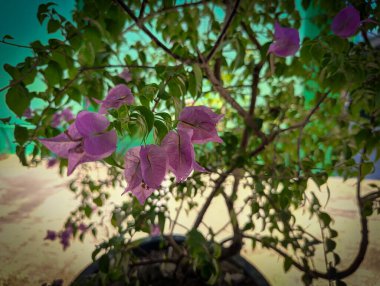 Ağaç dallarının ve gökyüzündeki bulutların doğal manzarası