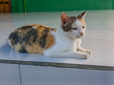 Ev kedisi beyaz seramik üzerinde dinleniyor.