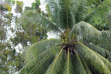 Meyve veren hindistan cevizi ağacı hala genç.