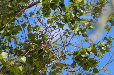 Yapraklar ve dallar, alçak açılı fotoğraf