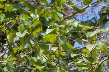 Yapraklar ve dallar, alçak açılı fotoğraf