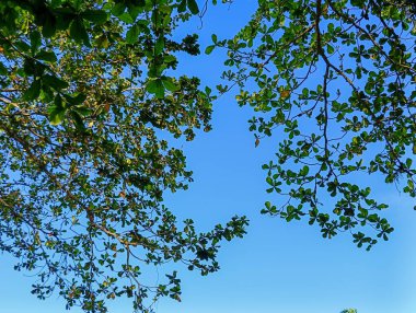 Yapraklar ve dallar, alçak açılı fotoğraf