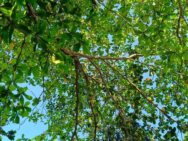 Yapraklar ve dallar, alçak açılı fotoğraf