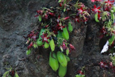 Starfruit bears heavy fruit on trees clipart