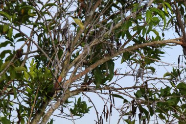 Ağaç gövdeleri, dallar ve yapraklar