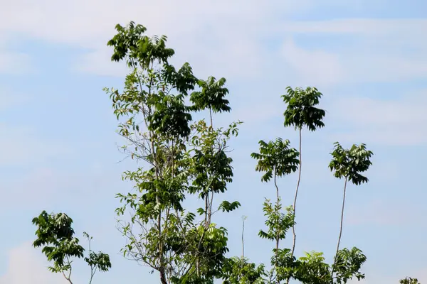 stock image Tall trees with a sky background