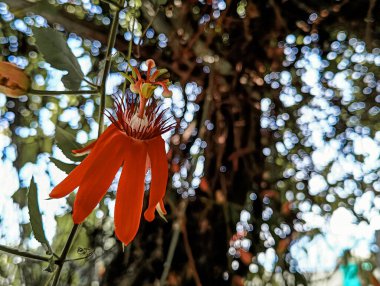 Red granadilla flower with the Latin name 