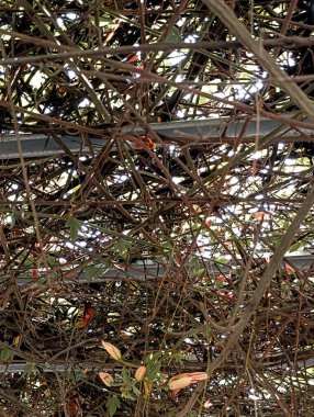 Hafif çelik temelli tavanda tutkulu bir meyve bitkisinin kökleri