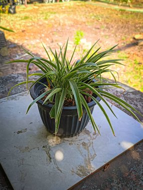 Green plant named 