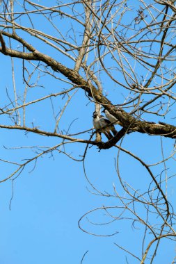 Ağaçların dallarına tünemiş küçük kuşlar, arkalarında mavi gökyüzü.