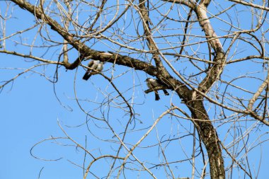 Ağaçların dallarına tünemiş küçük kuşlar, arkalarında mavi gökyüzü.