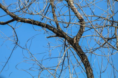 Ağaçların dallarına tünemiş küçük kuşlar, arkalarında mavi gökyüzü.