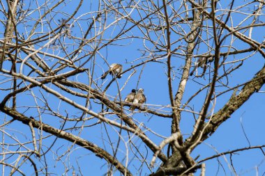 Ağaçların dallarına tünemiş küçük kuşlar, arkalarında mavi gökyüzü.