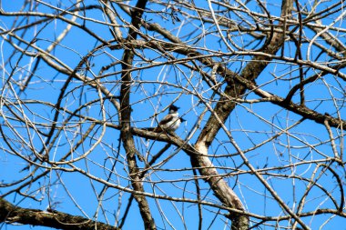 Ağaçların dallarına tünemiş küçük kuşlar, arkalarında mavi gökyüzü.