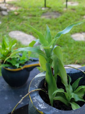 Çimento tenceresindeki siyah süs bitkisi.