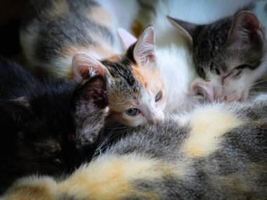 Yavrular annelerinden emziriyor.