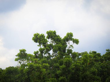 manzara ağaçlar ve bulutlar