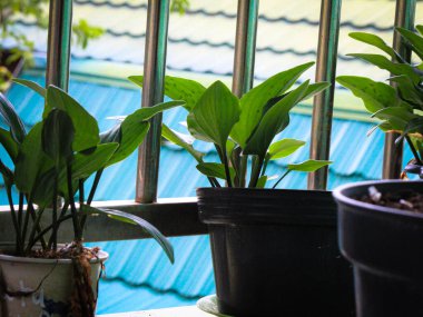 Demir kafesli saksılarda yeşil bitkiler