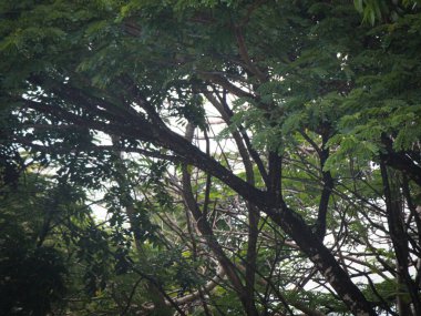 Dallar ve sık ağaç yaprakları