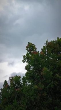 Kırmızı tepeli ağaçlar bulutlu rüzgarda sallanıyordu.