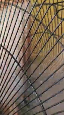 Dönen siyah pervaneleri kapatın.