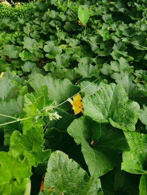 Balkabağı bitkilerinde yeşil yapraklar