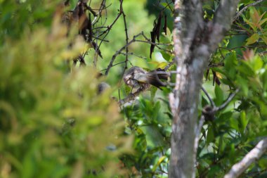 Merbah kuşları ya da bülbüller kızıl yaprakların arasına tünemiş ağaçlar