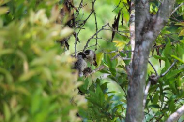 Merbah kuşları ya da bülbüller kızıl yaprakların arasına tünemiş ağaçlar