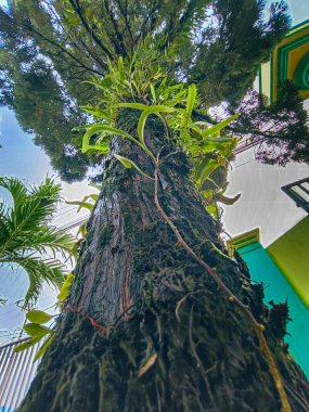 Pine tree trunk overgrown with parasitic plants, bottom view shot photo clipart