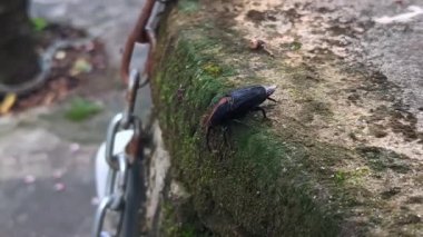 Sago böceği yürüyor, bilimsel adı 