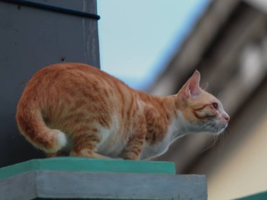 Turuncu bir kedi duvardan atlamaya hazırlanıyor.