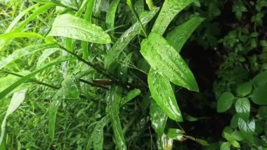 Yeşil bitkilere yağmur damlaları düşer