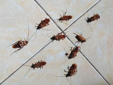 Hamamböcekleri böcek ilacı zehirlenmesinden sırtüstü ölürler.