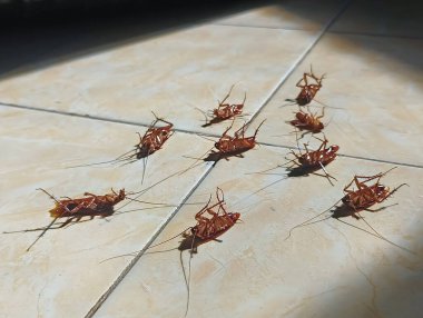 Hamamböcekleri böcek ilacı zehirlenmesinden sırtüstü ölürler.