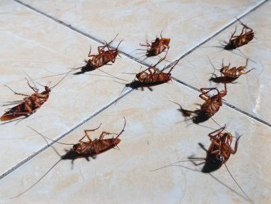 Hamamböcekleri böcek ilacı zehirlenmesinden sırtüstü ölürler.