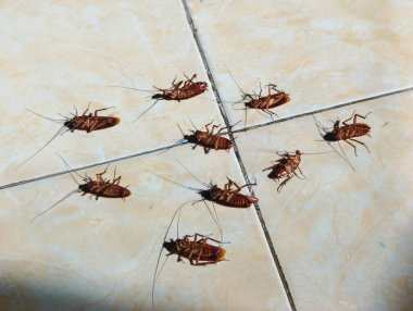 Hamamböcekleri böcek ilacı zehirlenmesinden sırtüstü ölürler.