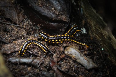 Millipede caterpillars on moist soil clipart