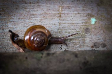 Small mollusca snails crawling on the ground clipart