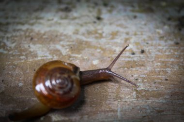 Küçük yumuşakça salyangozlar yerde sürünüyor.