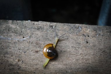 Small mollusca snails crawling on the ground clipart