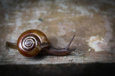 Küçük yumuşakça salyangozlar yerde sürünüyor.