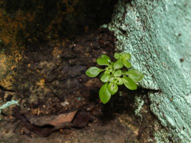 Rastgele büyüyen küçük yeşil bitkiler.