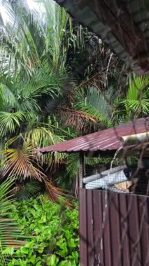 Çiseleyen yağmurlu teneke çatı