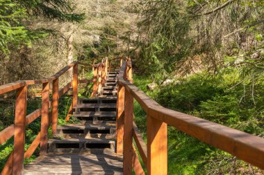 Ormanda ahşap köprü