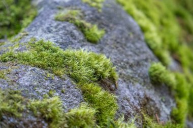Bir kayanın içindeki yosunları kapat..