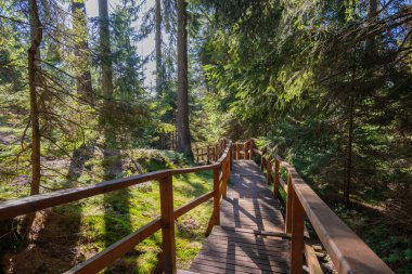 Ormandan geçen tahta merdivenler.